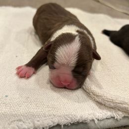 Bingo - Black and white Boston Terrier puppy in Youngsville, North Carolina from Gemini Boston Terriers