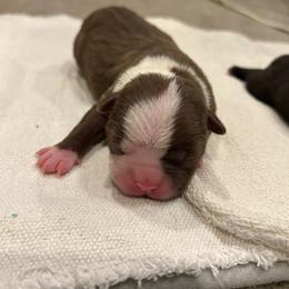 Bingo - Black and white Boston Terrier puppy in Youngsville, North Carolina from Gemini Boston Terriers