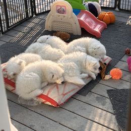 "2023 litter" Samoyed Puppies from Calista Samoyeds