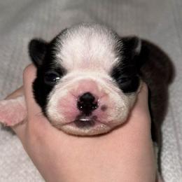 Lucas - Seal and white male Boston Terrier puppy in Georgia from A-K Boston Terriers