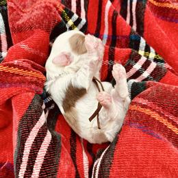 Will The Wise - Red merle male Aussiedoodle puppy in Dunn, North Carolina from Sandy Creek Kennels