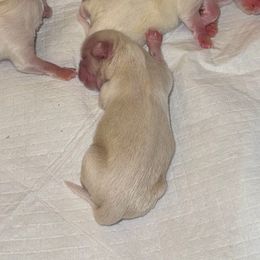 Boy 3 - Cream and white male Shih Tzu puppy in Lakeland, Florida from The Townsend Tzu