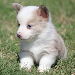 SableFawn Merle - Sable merle and white male American Corgi puppy in Cameron, Texas from Moonstone Corgis & Frenchies