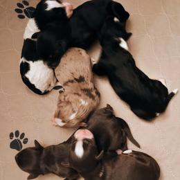 Bernedoodle puppies from Ellie's Cute as a Button Yorkies