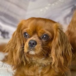 Midas - Cavalier King Charles Spaniel