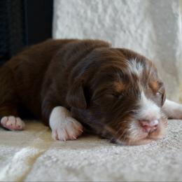Sparky - Red tri-color male Australian Shepherd puppy in Lyons, Georgia from Canyon South Aussies