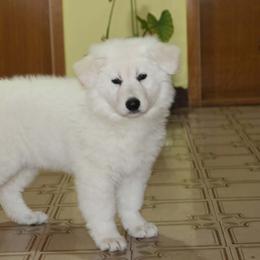 Unique - female Berger Blanc Suisse puppy in Brooksville, Florida from Vom Hundhaus Shepherds