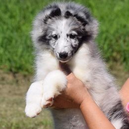 Shetland Sheepdog Puppies from Kim Watt's Shetland Sheepdogs