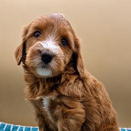 Scotch - Red  male Goldendoodle puppy in Hendersonville, North Carolina from Kim's Cove