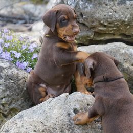 Doberman Pinscher Puppies from Laurel Vail