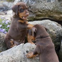 Doberman Pinscher Puppies from Laurel Vail