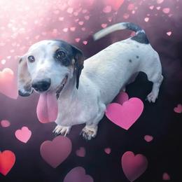 Duby - Dachshund