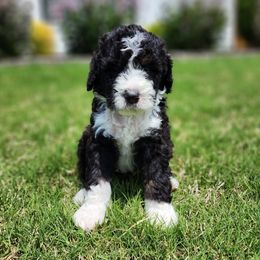 Bernedoodle Puppies from Oklahoma Doodles
