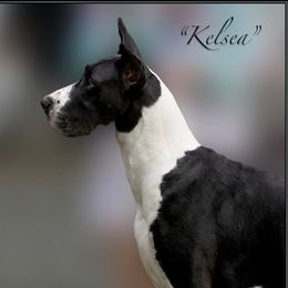Kelsea - Great Dane
