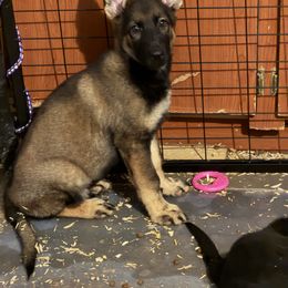 Boy 5 - Bi-color male German Shepherd puppy in Surprise, Arizona from Vom Wustefeuer German Shepherds