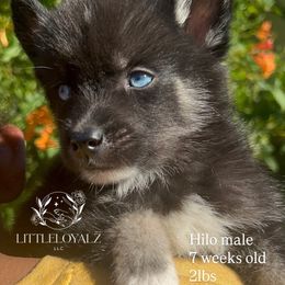 Hilo - Black and white male Pomsky puppy in Riverside, California from LittleLoyalzLLC