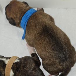 Blue Collar - Fawn male Boxer puppy in Gloucester, Virginia from Keen Boxers