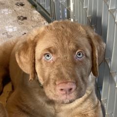 Chesapeake Bay Retriever Puppies from Bay Haven Chesapeakes