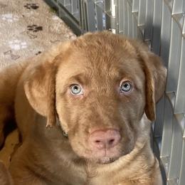 Chesapeake Bay Retriever Puppies from Bay Haven Chesapeakes