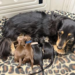 Dachshund Puppies from Deep Space Dachs