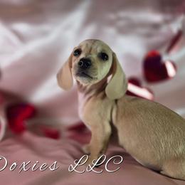 Piper English Cream AKC - Cream female Dachshund puppy in Kansas City, Missouri from Divine Doxies LLC