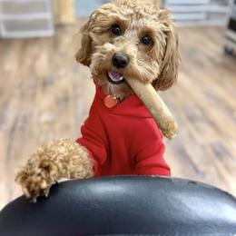 Bernedoodle and Goldendoodle All Grown Up from Pecks Oodle Doodles