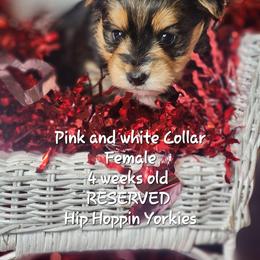 Yorkshire Terrier Puppies from Hip Hoppin Yorkies