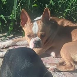 MAze - Boston Terrier