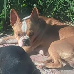 MAze - Boston Terrier