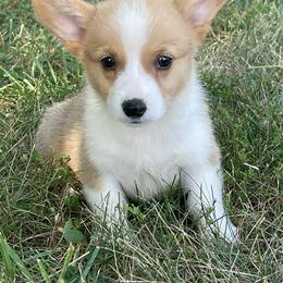 Daysie - Red female Pembroke Welsh Corgi puppy in Mount Carmel, Tennessee from Hidden View Farm
