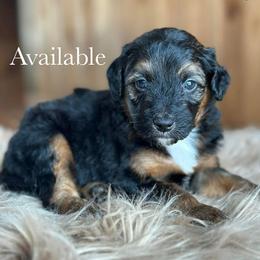 Polar Bear - Black phantom male Aussiedoodle puppy in Lancaster, Minnesota from Finney Ranch