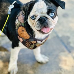 Hilda - Pug