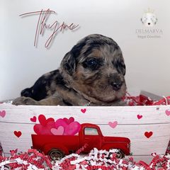 Aussiedoodle and Double Doodle Puppies from Delmarva Regal Doodles