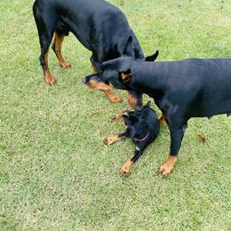 Doberman Pinscher Puppies from TeatreeDoberman