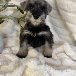 Tucker - Salt and pepper male Miniature Schnauzer puppy in Maynard, Minnesota from Linda Maus