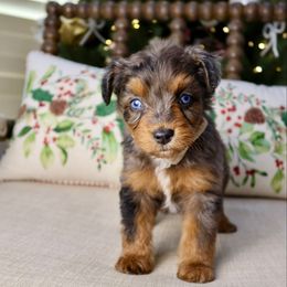 Banana Cream - female Australian Mountain Doodle puppy in Murray, Utah from Sun Valley Doodles