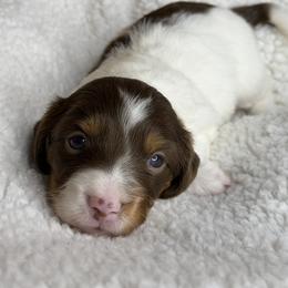 Stitch - Piebald male Dachshund puppy in Hesperia, California from Teenie Tiny Doxies