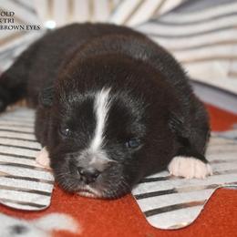Ailsa - Black tri female Miniature Australian Shepherd puppy in Patterson, North Carolina from DreamLine Aussies