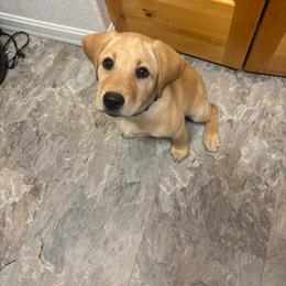America - Yellow female Labrador Retriever puppy in Cheney, Washington from Loudon's Labradors