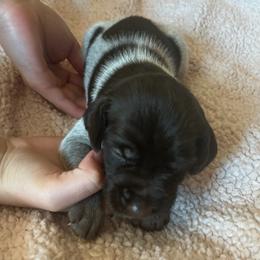 Wirehaired Pointing Griffon Puppies from Hall's TX Griffons
