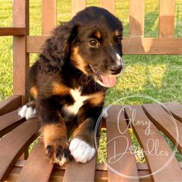 Cappuccino (Maroon) - Tri-color female Bernedoodle puppy in Rockwall, Texas from Glory Doodles