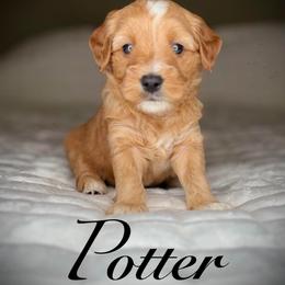 Potter (Blue Collar) - Apricot male Goldendoodle puppy in Portland, Oregon from Smith Family Doodles