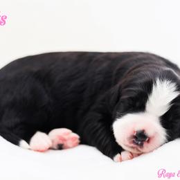 Grits - Black and white female Bernedoodle puppy in Diamond Bar, California from Furrytaildoodles