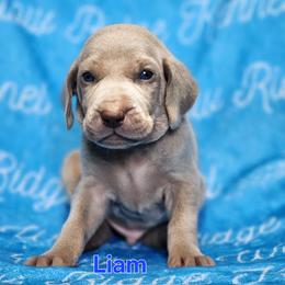 Liam - Silver gray male Weimaraner puppy in Kentucky from Willow Ridge Kennel