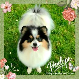 Penelope - Pomeranian