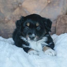 Purple - Black tri-color female Australian Shepherd puppy in Yakima, Washington from Naches Heights Ranch
