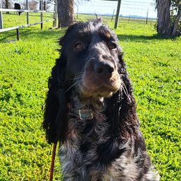 Emmy - English Springer Spaniel