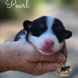 Pearl - Black and white female American Corgi puppy in Cameron, North Carolina from Butts Family Corgis