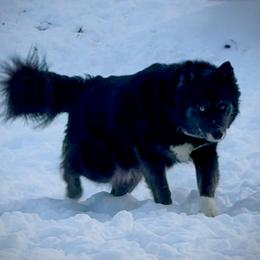 Diamond - Siberian Husky