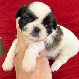 AKC - Nacho Champion Bloodline - Tricolor male Shih Tzu puppy in Long Beach, California from Prieto Shih-Tzu's